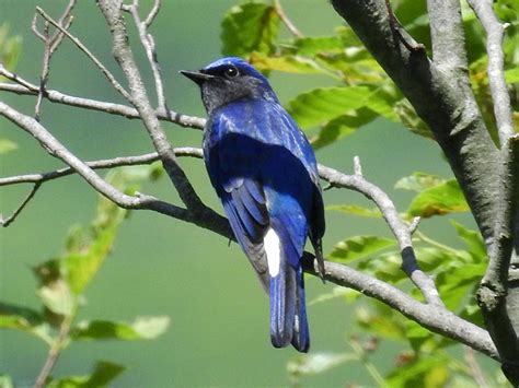 鳥種類|鳥類には、どんな種類の鳥がいるの？【最新40。